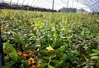 你真的了解铁皮石斛吗,关于铁皮石斛知识