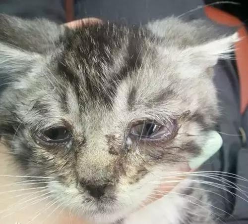 猫咪得了猫鼻支吃啥药啊,猫咪得了猫鼻支不吃药怎么办