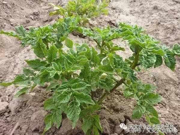 农作物病毒病防治药剂,病毒病防治讲解