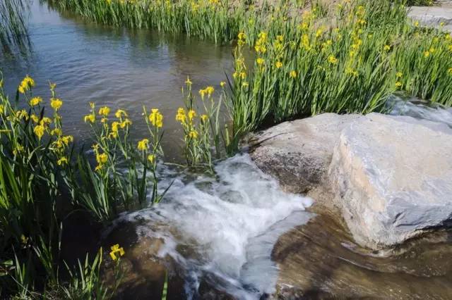 三台山五月盛开的花,5月宿迁三台山开什么花