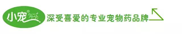 狗狗便血又臭又稀,狗狗便血吃了药还便血怎么办