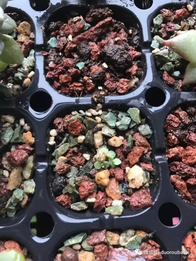 杀虫气雾剂能给多肉喷小黑飞吗,给多肉喷杀虫剂浓度高了有影响吗