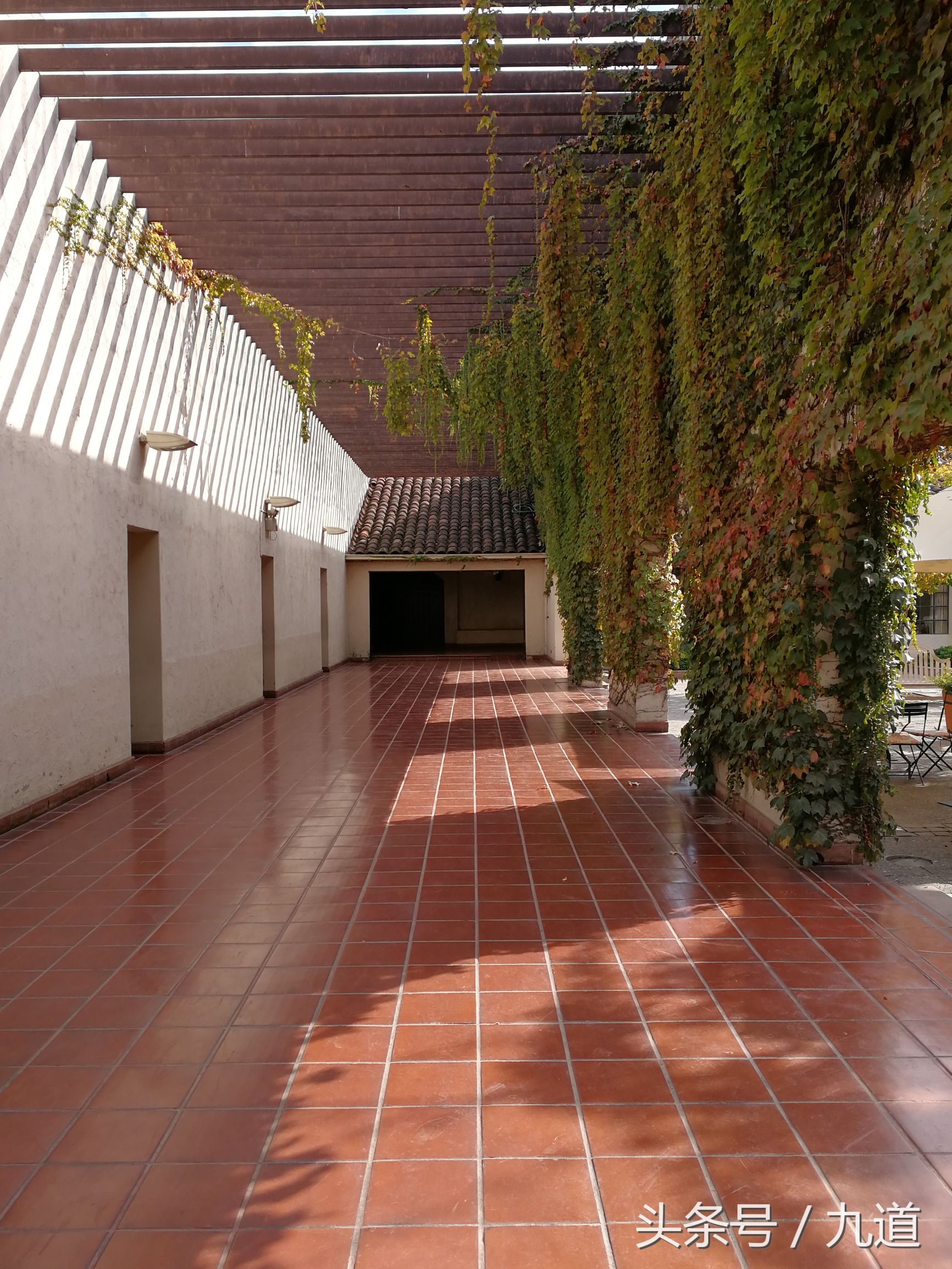 智利佳美娜酒,智利佳美娜品牌推荐