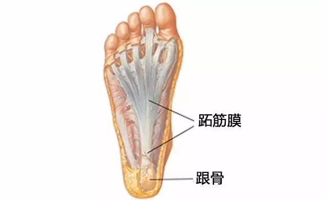 足底筋膜炎怎么治,足利芙能不能治足底筋膜炎