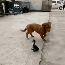 这年头不会脸刹的狗狗肯定不是一条好狗