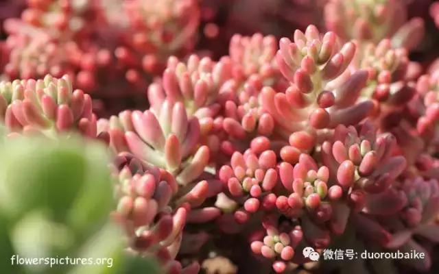 杀虫气雾剂能给多肉喷小黑飞吗,给多肉喷杀虫剂浓度高了有影响吗