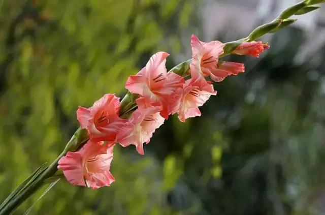 5鏈堜唤鎵︽彃浣曟椂鍙互涓婄泦,澶忓ぉ鎵︽彃鐨勬柟娉曞拰娉ㄦ剰浜嬮」