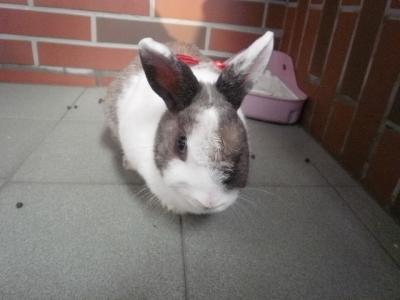 兔子的种类一共有多少种,兔子一共有多少种种类