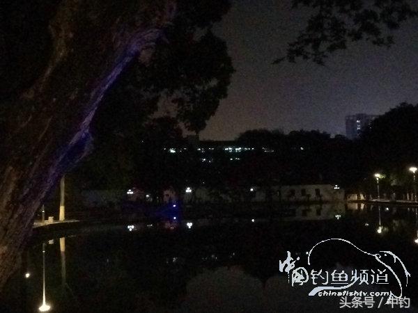 野钓日记第17期,野钓日记19天