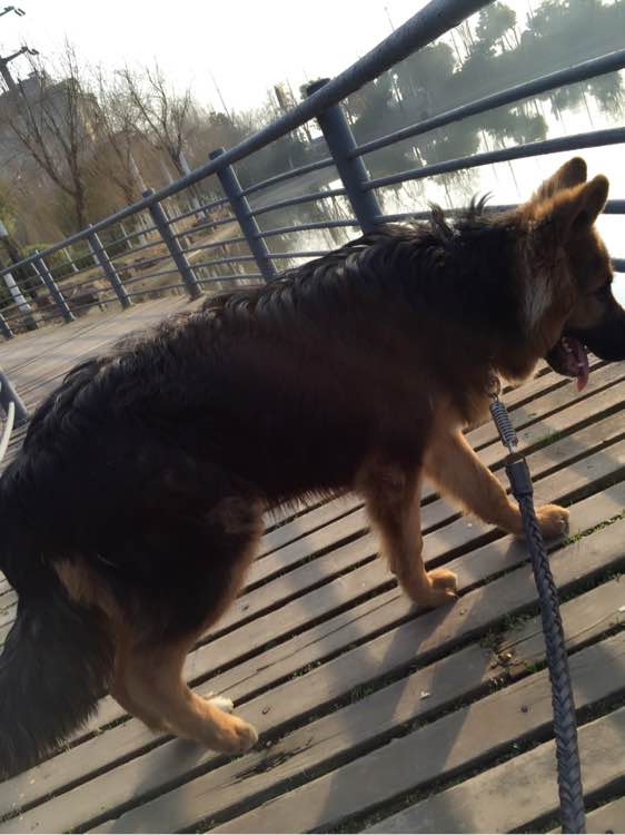 7个月的德牧还会长大吗,7个月的德牧怕冷吗