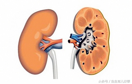 b超显示宝宝肾不一样大,b超多久能看清胎儿肾脏