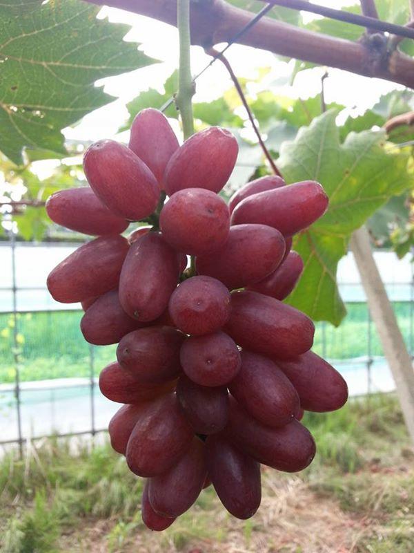 七星女王葡萄的优点和缺点,七星女皇葡萄简介