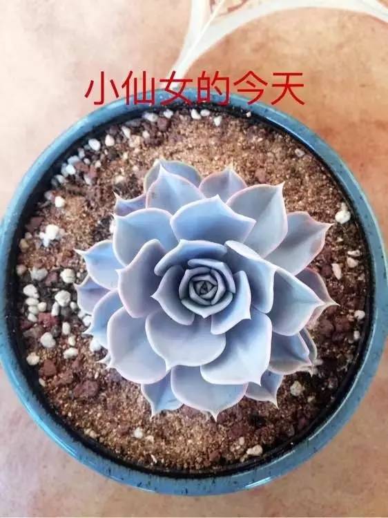 入坑仅1年，他的肉肉竟然全都大变样？！这真的是同一颗肉肉吗？