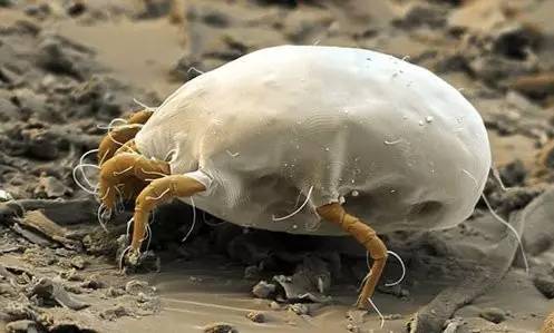 「UpToDate」春夏之交，这些臭虫蜱虫螨虫隐翅虫……又出来咬人了