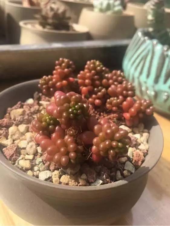 入坑仅1年，他的肉肉竟然全都大变样？！这真的是同一颗肉肉吗？