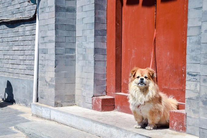 一个单反·踏春北上错过北奥，错过APEC，终于！我这一个小老百姓来到了皇城根底下
