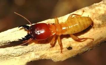 南宁市虫害防治,南宁园林白蚁防治方法