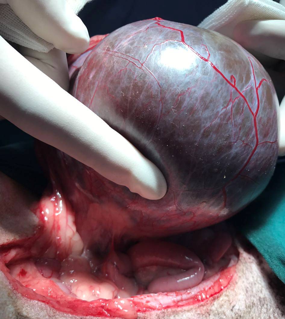 老年犬肿瘤手术现场你知道狗狗患癌症的十大症状吗？