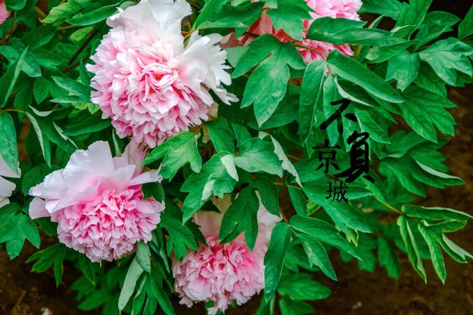 一个单反·踏春北上错过北奥，错过APEC，终于！我这一个小老百姓来到了皇城根底下