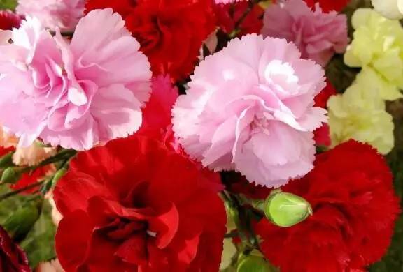 母亲节送21朵康乃馨什么意思,母亲节为什么要送康乃馨