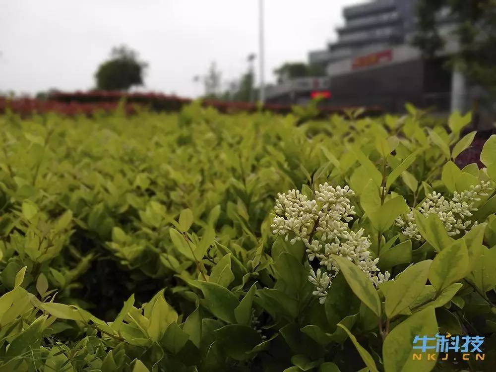 坚果pro手机一代测评,坚果手机pro深度测评