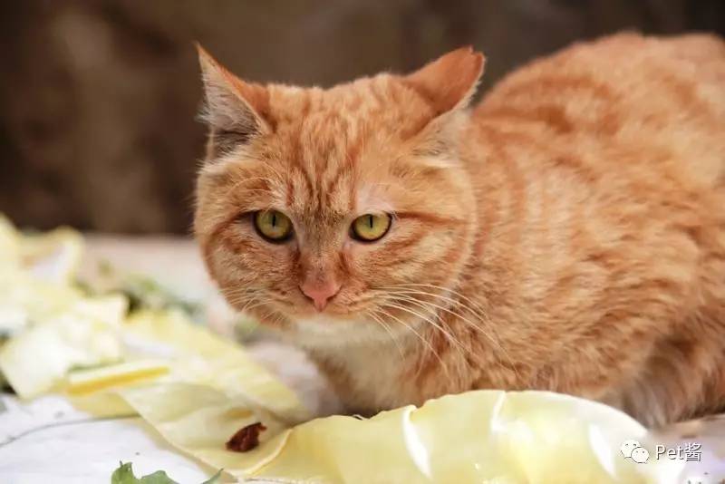 中华田园猫12个品种图哪个最好养,中国最稀少的猫品种中华田园猫