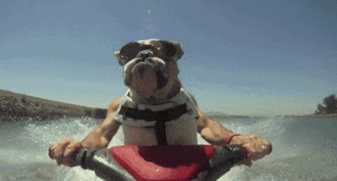 怀孕时养狗狗有问题吗,怀孕养狗会导致胎停吗