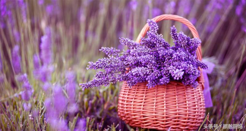 这些植物千万别让孩子靠近,适合小孩卧室养的植物