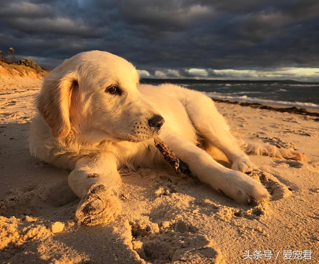 狗狗吐奶什么原因,小狗崽吐奶是怎么回事