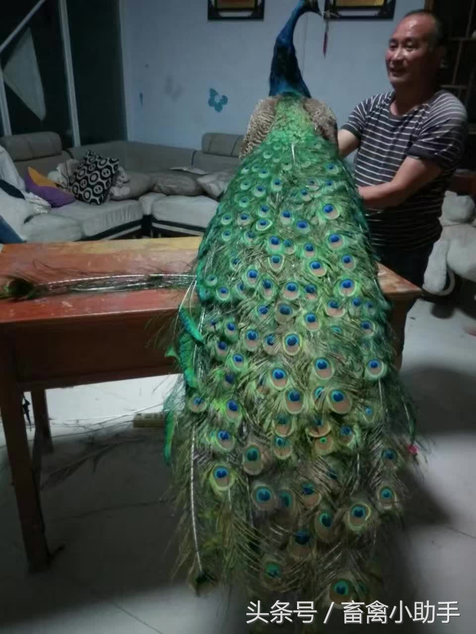 养鸡三年赚钱吗,养鸡赚钱不再愁