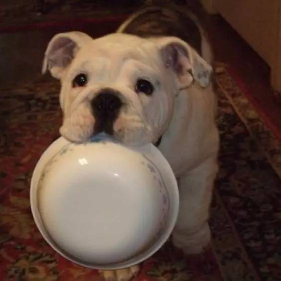 英国斗牛犬饲养方法,英国斗牛犬性格怎么样