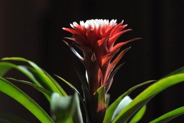 正确养鸿运当头的方法,鸿运当头凤梨花怎么养