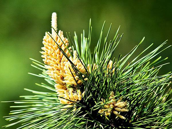 保健食品有用吗是骗人的吗,保健品能治百病吗