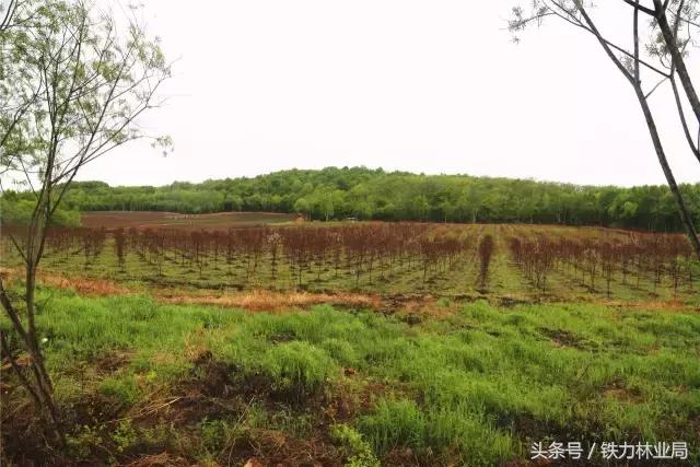 走进森林空气格外清新,走进天然氧吧呼吸新鲜空气