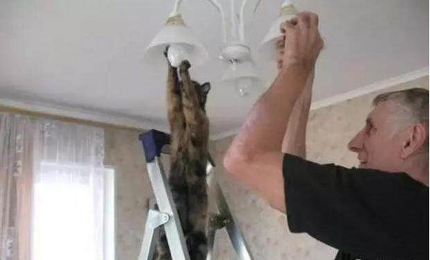 猫咪为了吃到肉有多努力,猫咪为了干饭努力的身影真感动