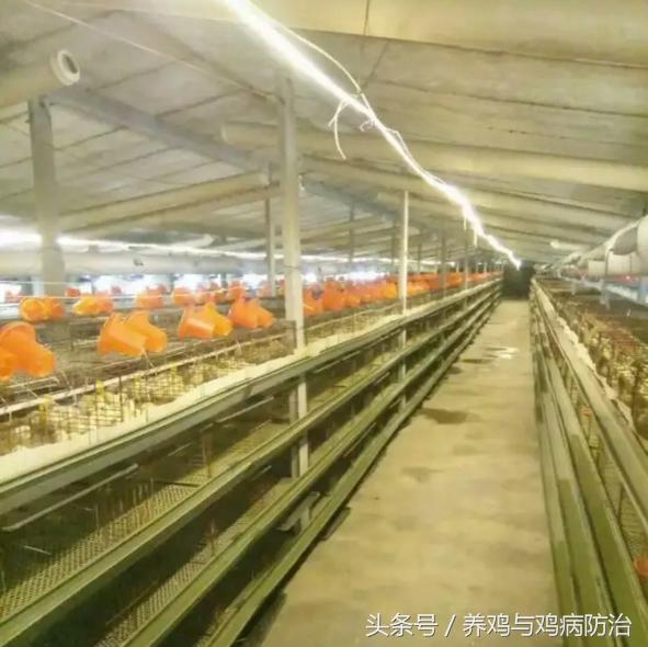 养鸡场专用灯带,led养鸡专用灯带