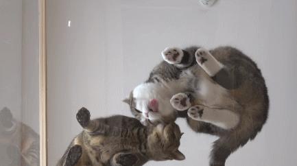 跟猫在一起最好的状态,和猫一起度过的日常生活