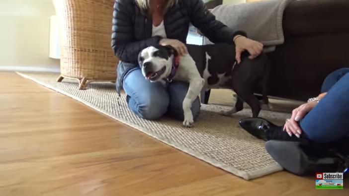 比特犬伤口自愈能力,比特犬浑身是血