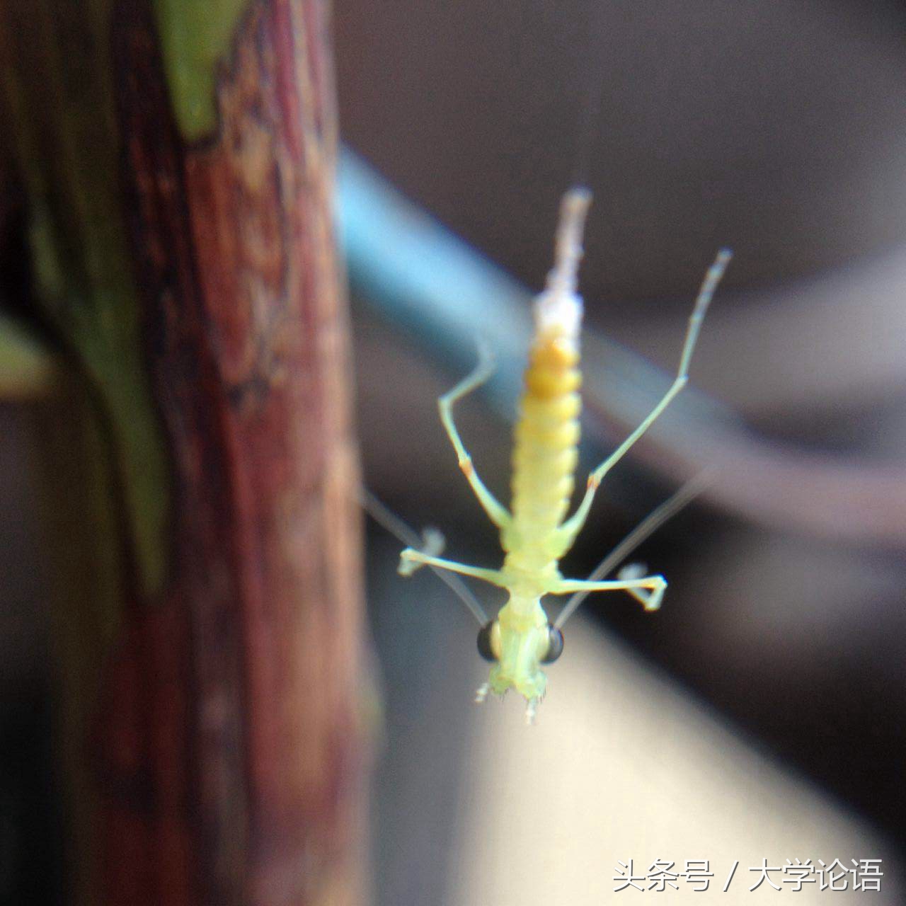 螳螂的儿童睡前故事,关于螳螂幼儿的故事简短