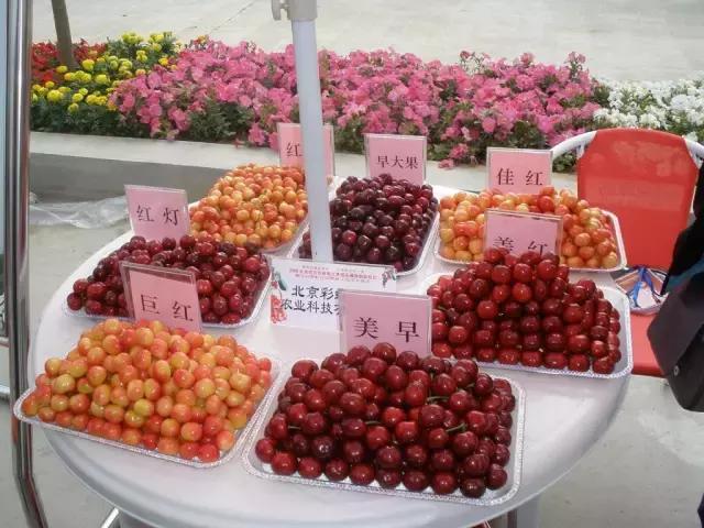 北京已开园的樱桃园,2024樱桃园开放时间