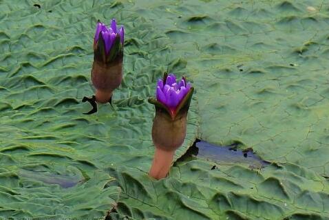 长得像板栗的外壳很多刺是什么,长的像板栗但壳不是刺
