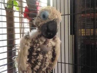 宠物八哥讲解,八哥犬常见的疾病有哪些