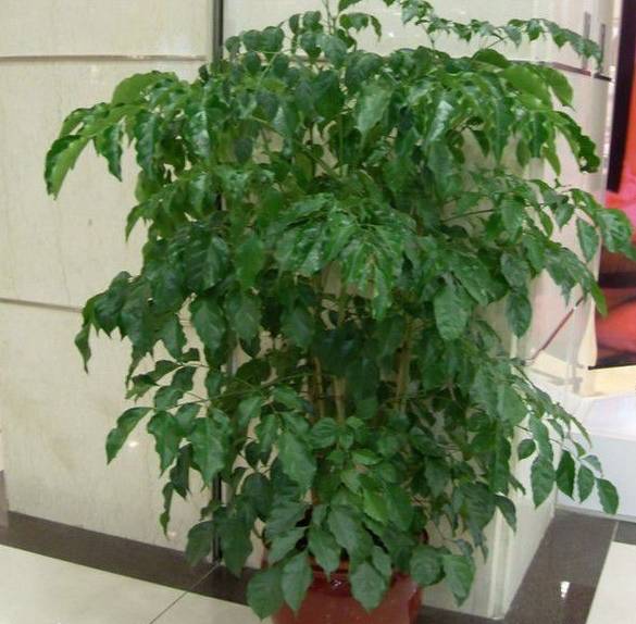 绿宝怎么养不会掉叶,绿宝冬天叶子发黄怎么办