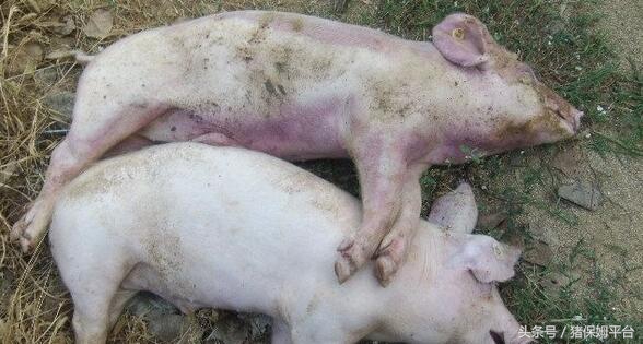 母猪蹄甲裂是什么原因,母猪蹄裂怎么治