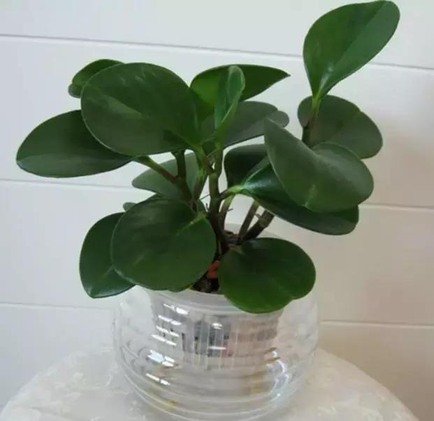 姘村煿鐜夋爲妞嶇墿,鐩嗘牻鐨勯搧鏍戝彲浠ユ按鍩瑰悧