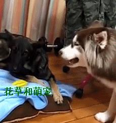 阿拉斯加犬又乖巧又不咬人,阿拉斯加犬霸气瞬间