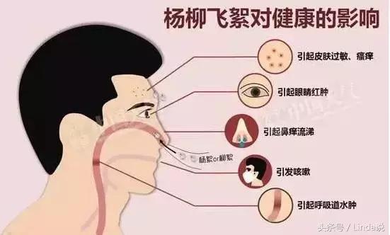 杨絮柳絮的危害与预防方法,杨絮一般多久能消除