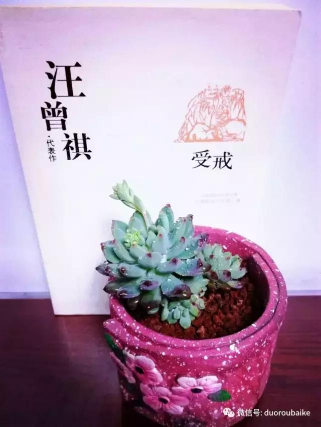 原来多肉与书更配哦！文艺范走起！