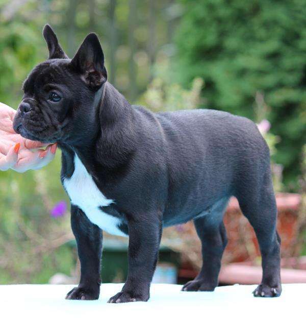 真菌引起宠物的皮肤病有哪些,狗狗感染猫癣怎么治疗