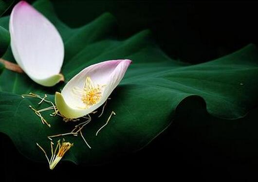 孕早期见红喝益母草会流产吗,孕早期见红是不是就会流产了